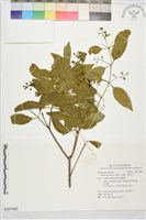 檀香、白檀、白銀香藏品圖，第1張