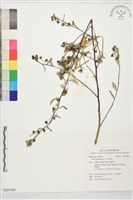 金午時花藏品圖，第1張