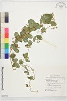 鹿藿藏品圖，第1張