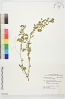 印度鐵莧藏品圖，第1張