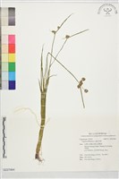 異花莎草藏品圖，第1張