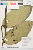 美洲山竹、藤黃藏品圖，第1張