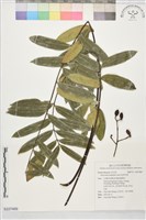 東革阿里藏品圖，第1張