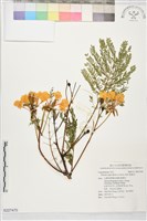 鳳凰木藏品圖，第1張