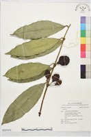 登錄號:S227473藏品圖，第1張