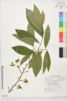 臘黃梅、金蓮木藏品圖，第1張