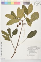 葡萄桑，山荔枝 藏品圖，第1張