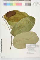 椰柿藏品圖，第1張