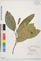 登錄號:S227478藏品圖，第1張