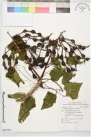 火炬刺桐藏品圖，第1張