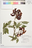 登錄號:S227482藏品圖，第1張