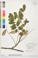 蘭嶼魚藤藏品圖，第1張