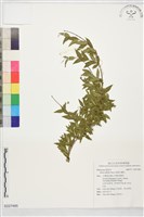 細葉水團花藏品圖，第1張