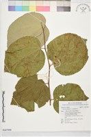 印度捕魚木藏品圖，第1張