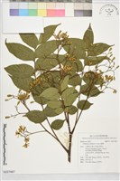 麻楝藏品圖，第1張