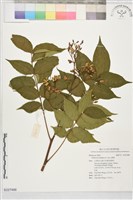 麻楝藏品圖，第1張