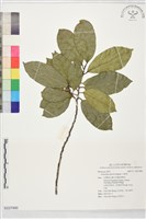 水蜜果藏品圖，第1張