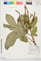 登錄號:S227492藏品圖，第1張