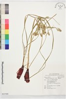 小紅蔥、獨腳絲茅藏品圖，第1張