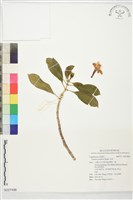 灰莉藏品圖，第1張