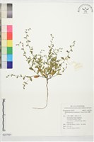 細纍子草藏品圖，第1張