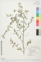 細葉金午時花藏品圖，第1張