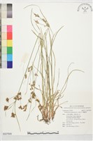 竹子飄拂草藏品圖，第1張