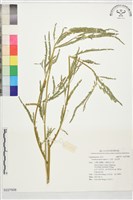 合萌、田皂角藏品圖，第1張