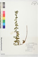 霧水葛藏品圖，第1張