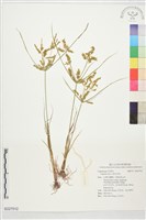 碎米莎草藏品圖，第1張