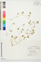 銳裂天胡荽藏品圖，第1張