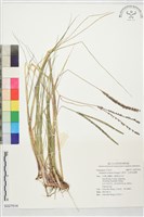 百喜草、巴西亞雀稗藏品圖，第1張