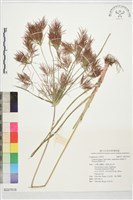 點頭莎草藏品圖，第1張