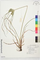 磚子苗藏品圖，第1張