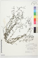 擬定經草藏品圖，第1張