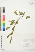 登錄號:S227522藏品圖，第1張