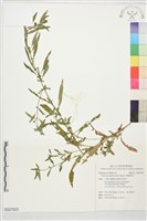 假柳葉菜藏品圖，第1張