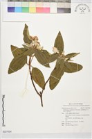 白花野牡丹藏品圖，第1張