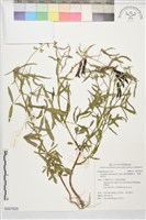 披針葉豬屎豆、長葉豬屎豆藏品圖，第1張