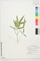 登錄號:S227526藏品圖，第1張