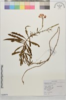 巴陵石竹藏品圖，第1張