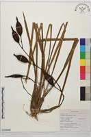 鳳蘭藏品圖，第1張