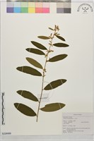 山芝麻藏品圖，第1張
