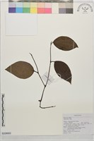 荖藤、荖葉藏品圖，第1張