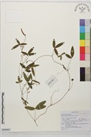 澎湖大豆藏品圖，第1張