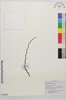 球花腳骨脆藏品圖，第1張