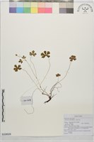 山牻牛兒苗藏品圖，第1張