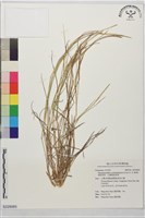 假蛇尾草、孔穎假蛇尾草藏品圖，第1張