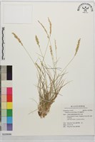 尼氏畫眉草藏品圖，第1張