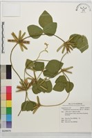 擬大豆、南美葛豆藏品圖，第1張